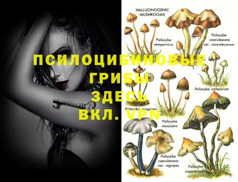 Галлюциногенные грибы Psilocybe  Владивосток 