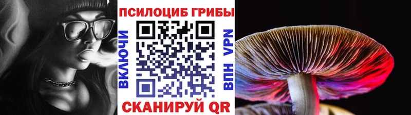 закладки Владивосток Псилоцибиновые грибы Psilocybine cubensis